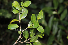 Memecylon flavescens